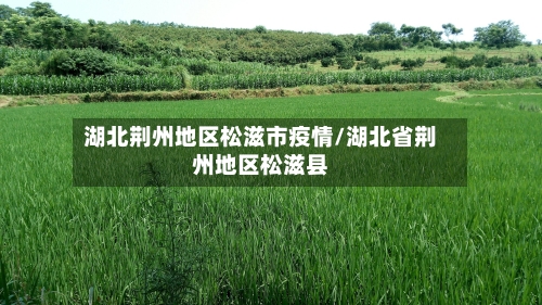 湖北荆州地区松滋市疫情/湖北省荆州地区松滋县